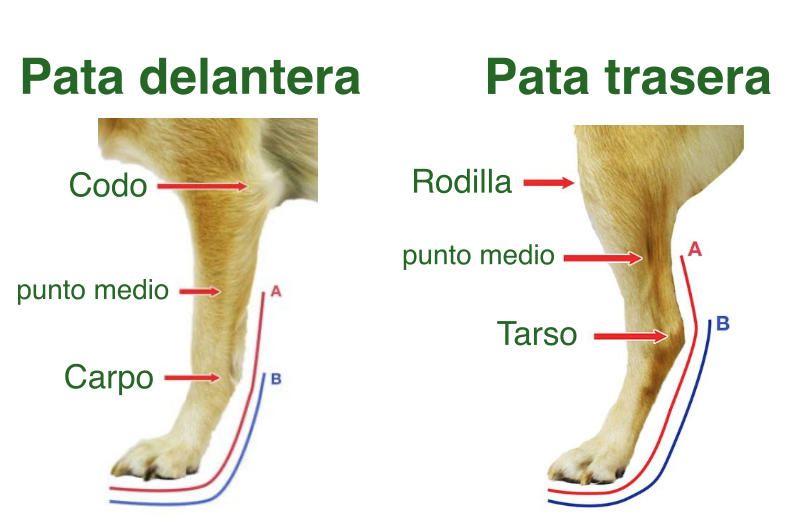 Implacable Algebraico digerir pata de perro anatomia Imaginación